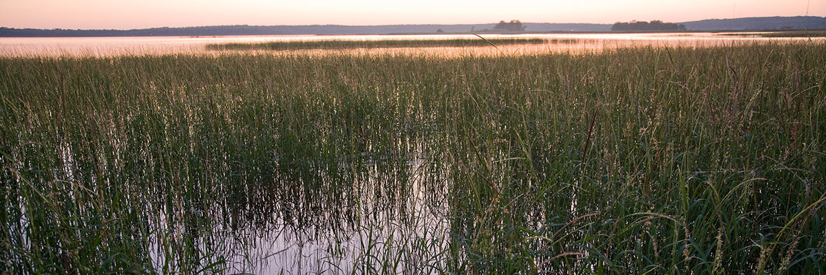 Lake with wild rice at sunset.